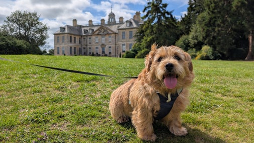 A Norfolk Terrier dog sitting on the grass in the Italian Garden at Belton with Belton House in the background.
